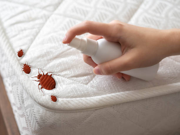Professional Pest Control in Jamaica Beach, TX