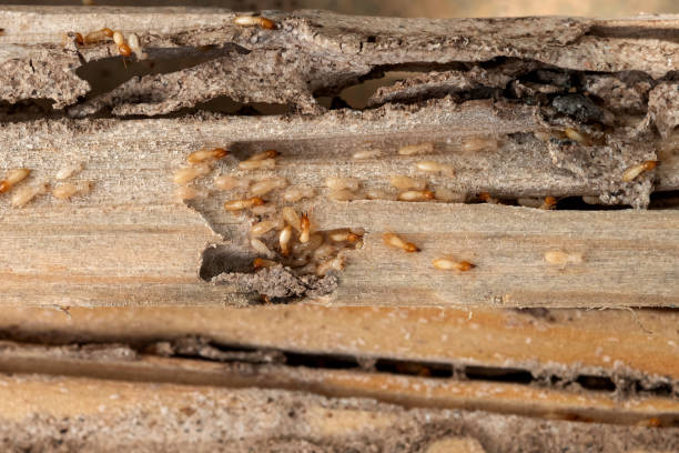 Best Residential Pest Control  in Jamaica Beach, TX